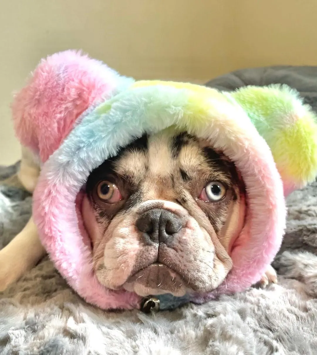 Frenchiestore Organic Dog Frenchie Ear Warmers | Unicorn