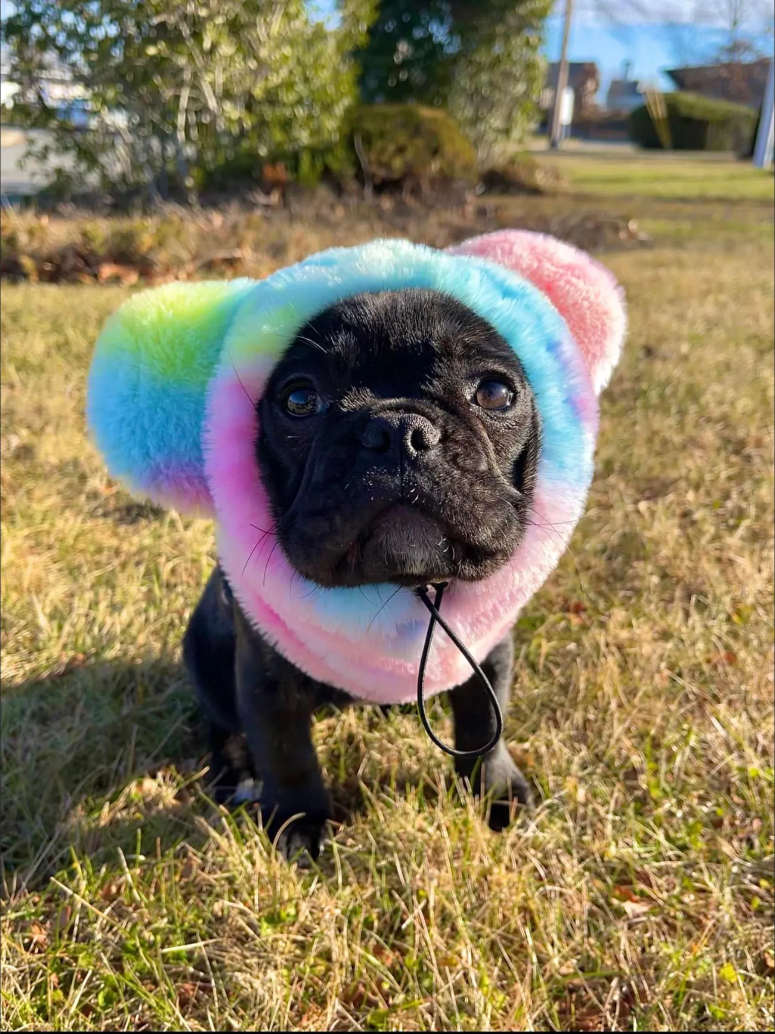 Frenchiestore Organic Dog Frenchie Ear Warmers | Unicorn